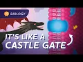 Cell Membranes How Does Stuff Get Into Your Cells Crash Course Biology