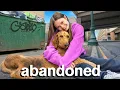 I Rescued a LOST DOG! Will I Keep Him?