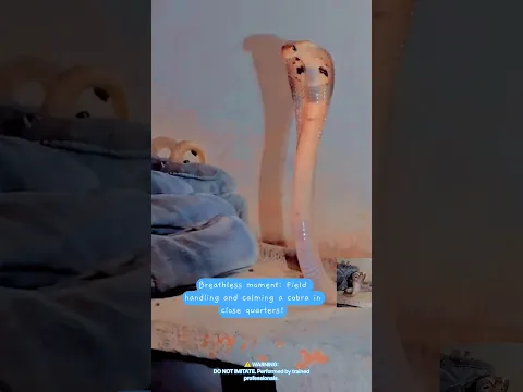 Close Encounter: Safely Handling and Directing a Cobra 🐍⚠️