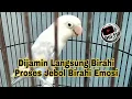 Download Lagu Dijamin Lovebird Jantan Dan Betina Langsung Birahi Tinggi Jebol Birahi Emosi