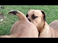 Real Boerboels - Male Dog Reacts to Female in Heat