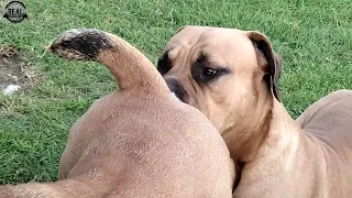 real boerboels male dog reacts to female in heat sniffing begging and excited behavior