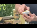 Download Lagu Knox Cellars Mason Bees - A Starter Guide to Mason Bees