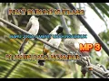 Download Lagu Suara pikat kutilang ribut paling ampuh durasi panjang 1jam suara jernih|| pikatampuhkutilang