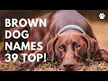 Brown Dog Names - 39 TOP BEST Ideas Names