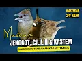Download Lagu Masteran Kombinasi Cucak Jenggot, Cililin dan Kapas Tembak | Masteran Tembakan Kasar
