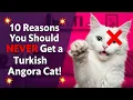 10 Reasons You Should NEVER Get a Turkish Angora Cat