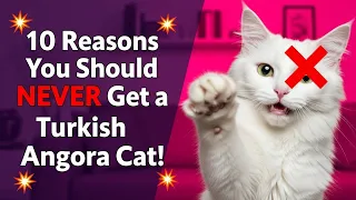 10 Reasons You Should NEVER Get a Turkish Angora Cat