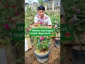 Download Lagu BIAR APA BUNGA MAWARNYA DIGUNDULIN ??