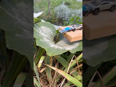 Wow 🥬😆🚀