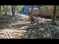Lagu WATCH A FARMER CUT HUNDREDS OF BAMBOO IN MINUTES WITH ONE TOOL! - Agriculture Farming