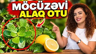 Təzyiq, Şəkər, Qaraciyər və Ürək xəstəliklərindən qoruyan BİTKİLƏR