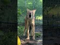 Download Lagu What does the African Jackal say?