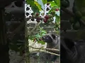 Download Lagu ASAL MUASAL KOPI LUWAK! #coffee #luwak #shorts