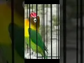 Download Lagu lovebird jantan konslet mangap