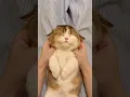 Download Lagu Fluffy Kitten Gets the Sweetest Tummy Rubs #cat #cute #douyin #keonum