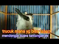 SUARA TRUCUK MENANTANG LAWAN, TIDAK ADA TRUCUK BISA TAHAN PASTI IKUT GACOR EMOSI