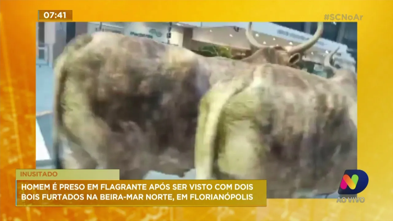 Homem preso em flagrante após ser visto com dois bois furtados na Beira-Mar Norte, em Florianópolis