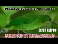 Cucak Ijo Mini Betina - Memanggil Jantan