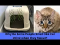 Why do you or Someone you know Smell like Cat Urine or Ammonia when they Sweat