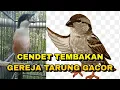Lagu Cendet suara gereja tarung sambung kuntilanak di jamin cendet lain ikut Nyaut gacor_ @sultanakbar