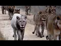 Üçe Beşe Bakamam - Ben Fero & Cash Flow