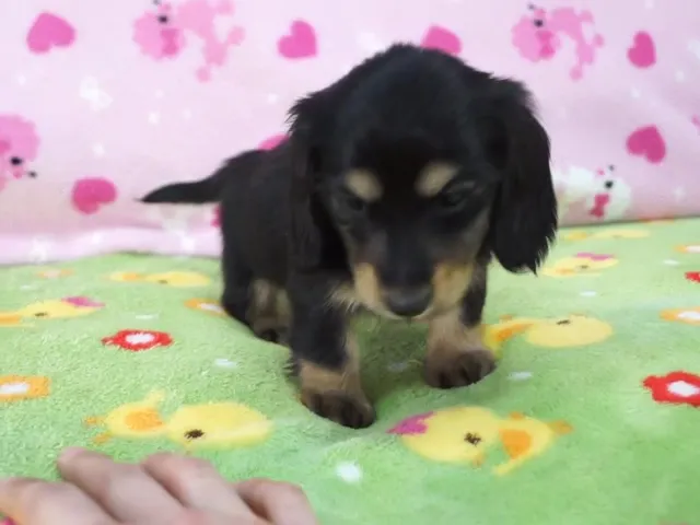 動画