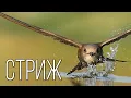 Download Lagu Стрижи: Дети Воздуха | Интересные факты про стрижей