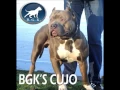 Bullly Pitbull largest and best Xl Bully Pitbulls BGK s Avatar Giant bully pit bull 145 lbs