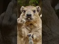 Awawa gives the middle finger from space💀#hyrax #funnyanimals #angrycat #meme