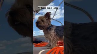 Every sailing trip starts with full expectations and then I get sea sick 😷😂#boatdog #sailing-life