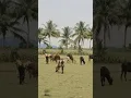 Download Lagu 💕illa nenje vaa thendral theril #whatsapp status 💕#Tamil love status#ytshorts #shorts
