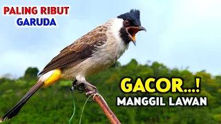 suara kutilang gacor memanggil lawan garuda dijamin langsung nyaut 