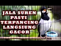 Lagu JALAK SUREN GACOR SEPANJANG HARI UNTUK PANCINGAN #jalaksuren