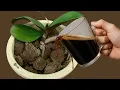 Download Lagu Strooi er gewoon overheen! En orchideeën bloeien als een gek, het hele jaar door.