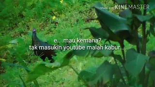 Download ayam hutan hijau di alam liar MP3