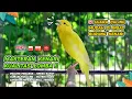 Download Lagu Kenari GACOR‼️ COCOK untuk Masteran Kenari PAUD dan Pancingan Kenari MACET BUNYI  EPISODE 576