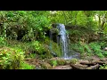 Soothing sound of forest waterfall for meditation and sleep.