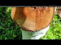 🌳 Avocado Trees with Wood Fungi: Causes and Solutions 🥑