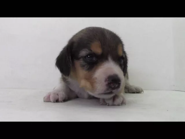 動画
