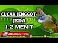 Lagu CUCAK JENGGOT GACOR mudah untuk di tiru jeda 1-2 menit