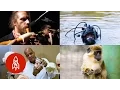 Download Totally Awesome Jobs You Probably Never Thought Existed mp4 3gp mp3 videos - waplic