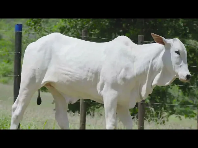 Novilha Nelore BOVI - 2