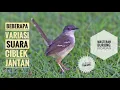 Download Lagu Ciblek nembak variasi || masteran ciblek || suara burung ciblek gacor @kicauplatad9859