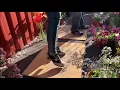 Tap in the Afternoon - Glenn Wood Ruby dance around the poppies