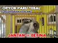 Download Lagu PERBEDAAN OPYOR PARU TEBAL JANTAN \u0026 BETINA # OPYOR PARU TEBAL GACOR #