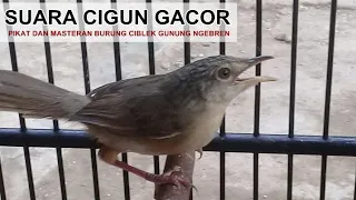suara cigun jantan gacor ngebren panjang full volume lantang u0026 jernih untuk pikat ciblek gunung liar