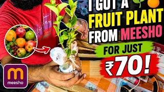 “I GOT A FRUIT PLANT FROM MEESHO FOR JUST ₹70!” 🌱🍊