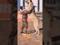 Download Lagu kangal attack #kangal #dog#animals#short#dogbreed #