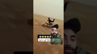 زلمة لمن دايخ 